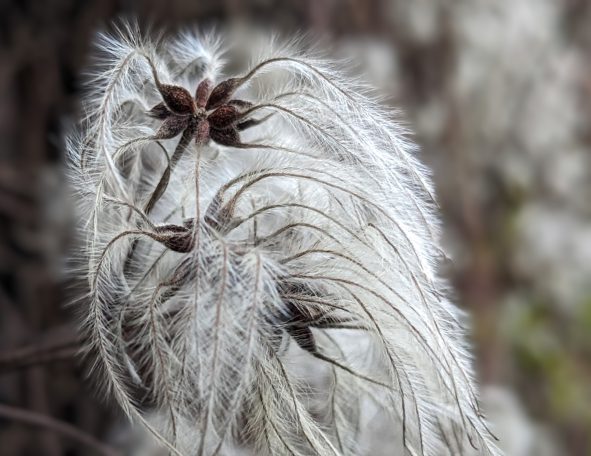 Schönheit am Wegesrand