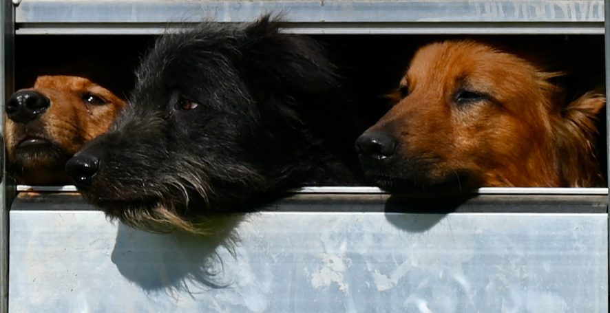 Drei Hunde schauen aus einem Transporter