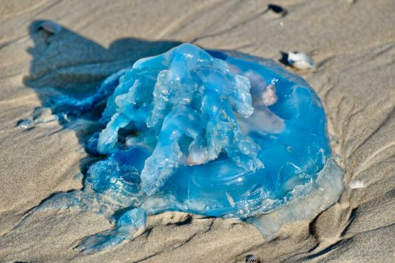 Eine blau leuchtende Qualle liegt auf dem Sandstrand.