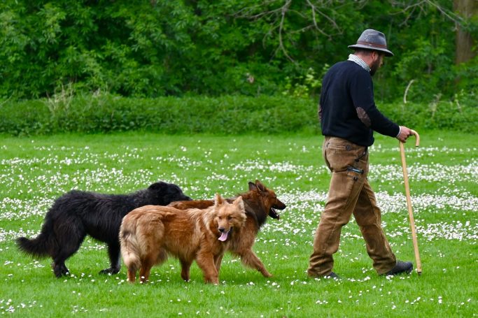 Schäfer geht mit drei Hunden