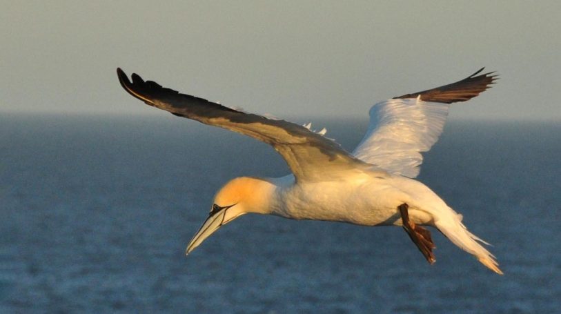 Basstölpel im Flug