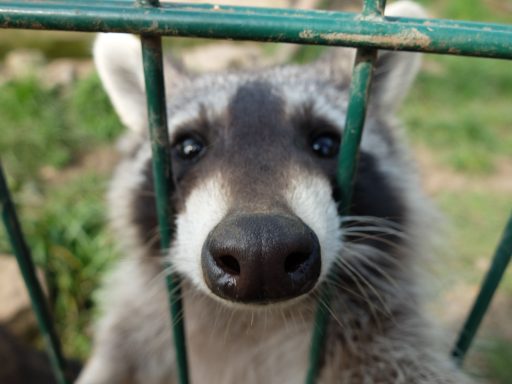 Waschbär schaut durch einen Metallzaun mit neugierigem Blick.